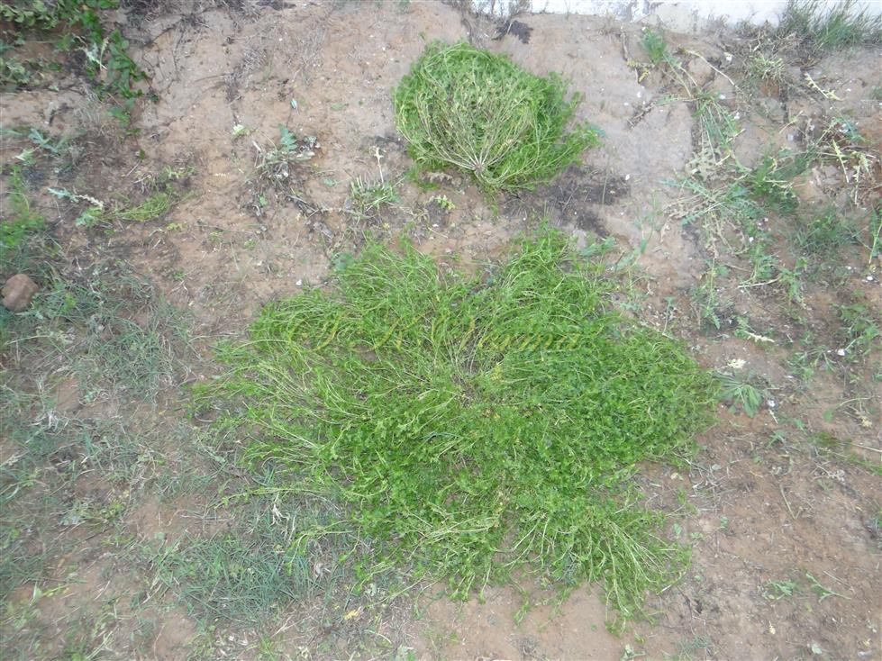 Plants